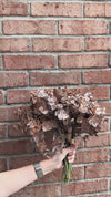 Brown Eucalyptus Bundle 13.5"
