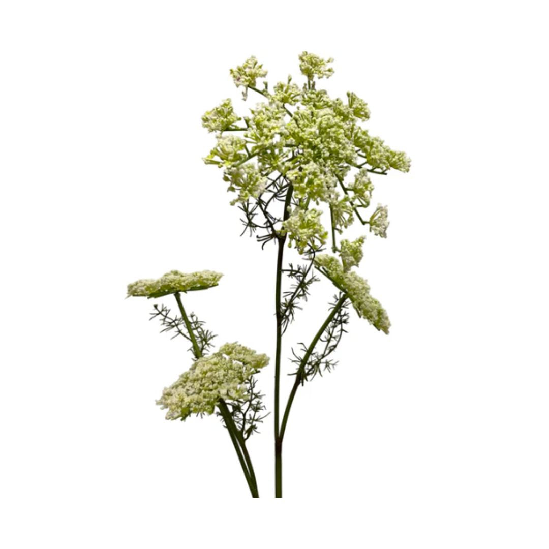 Queen Anne's Lace Spray Greenery 