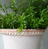 Rosemary Bush Greenery 