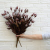 Sleepy Silene Bush 24" Greenery 