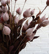 Sleepy Silene Bush 24" Greenery 