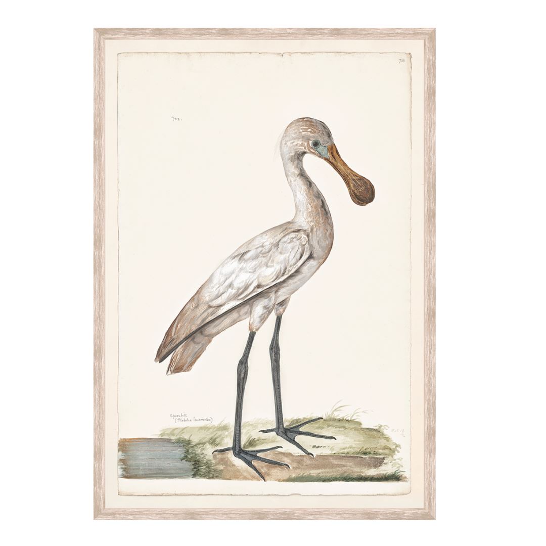 Spoonbill C. 1720 Framed Art 