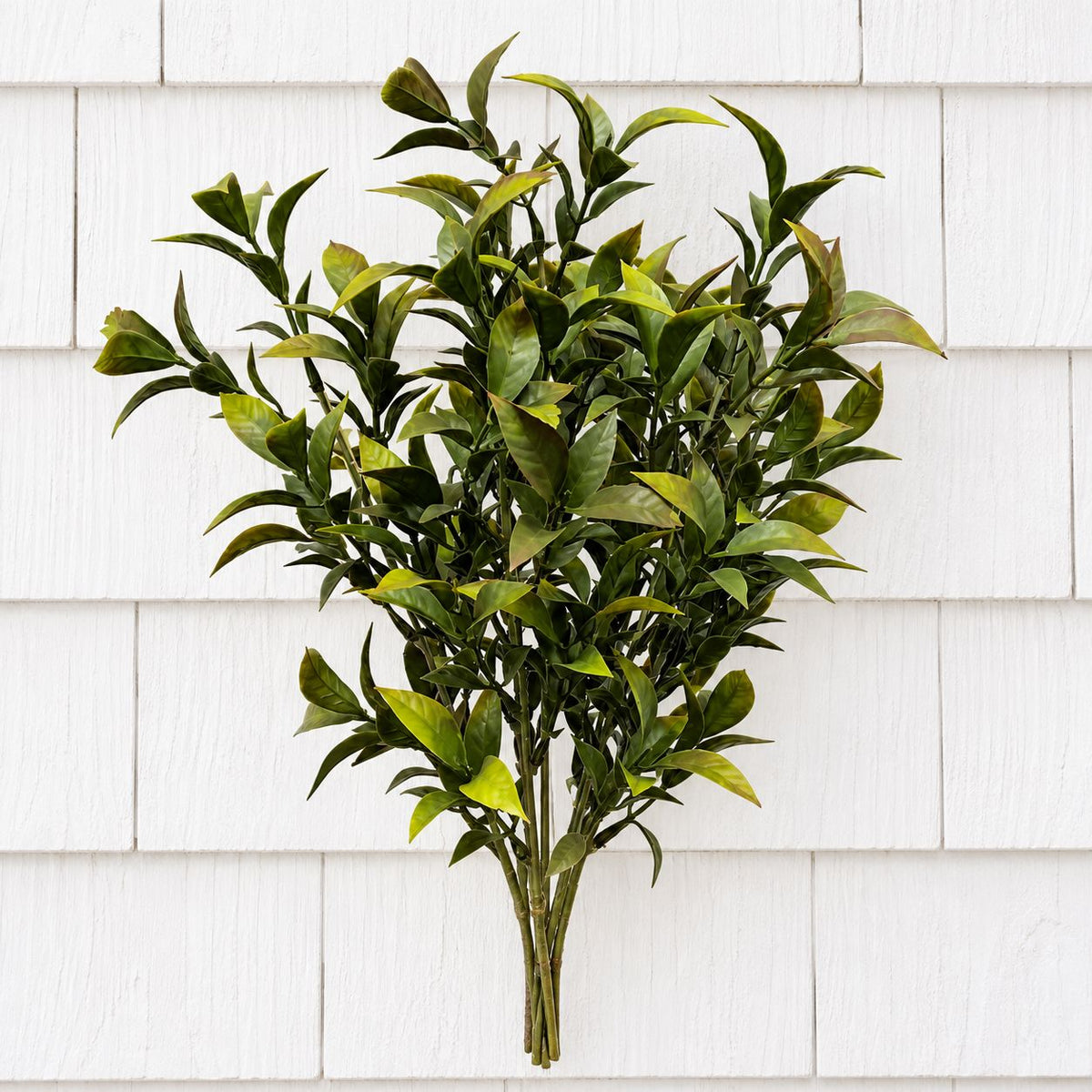 Tea Leaf Bush 10" Greenery 