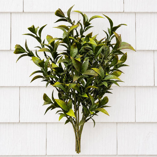 Tea Leaf Bush 10" Greenery 