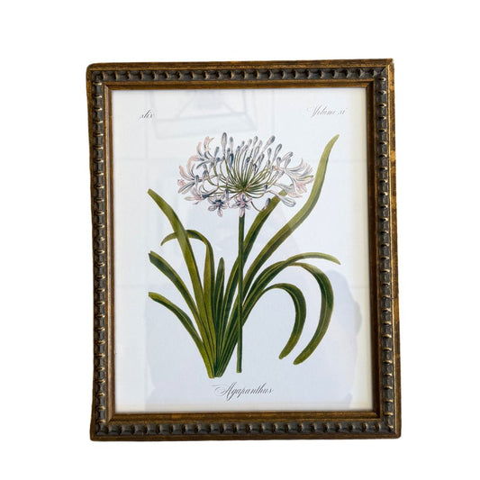 Vintage Agapanthus Bookplate Frame Framed Art 