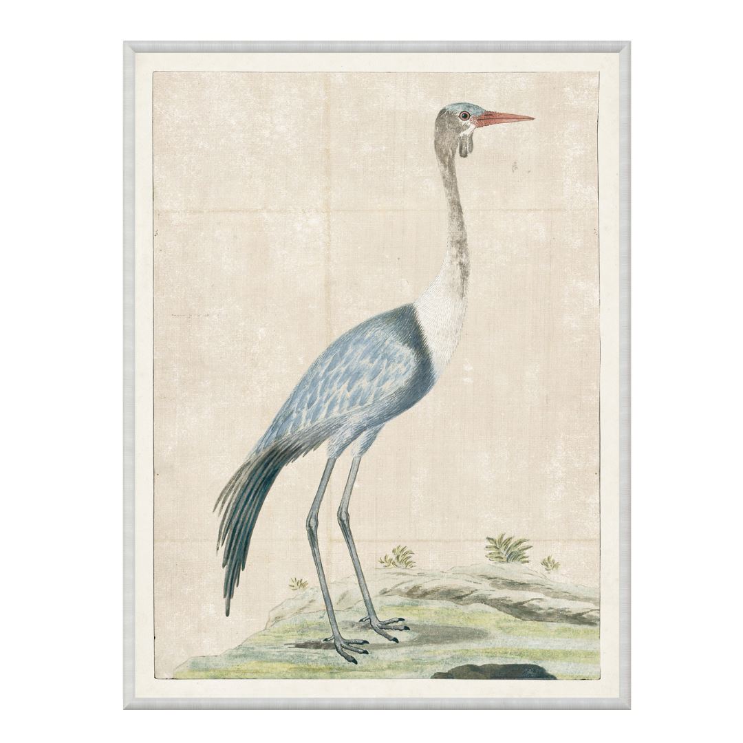 Wattled Crane 1778 Framed Art 