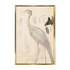 Demoiselle Crane. Front view. 