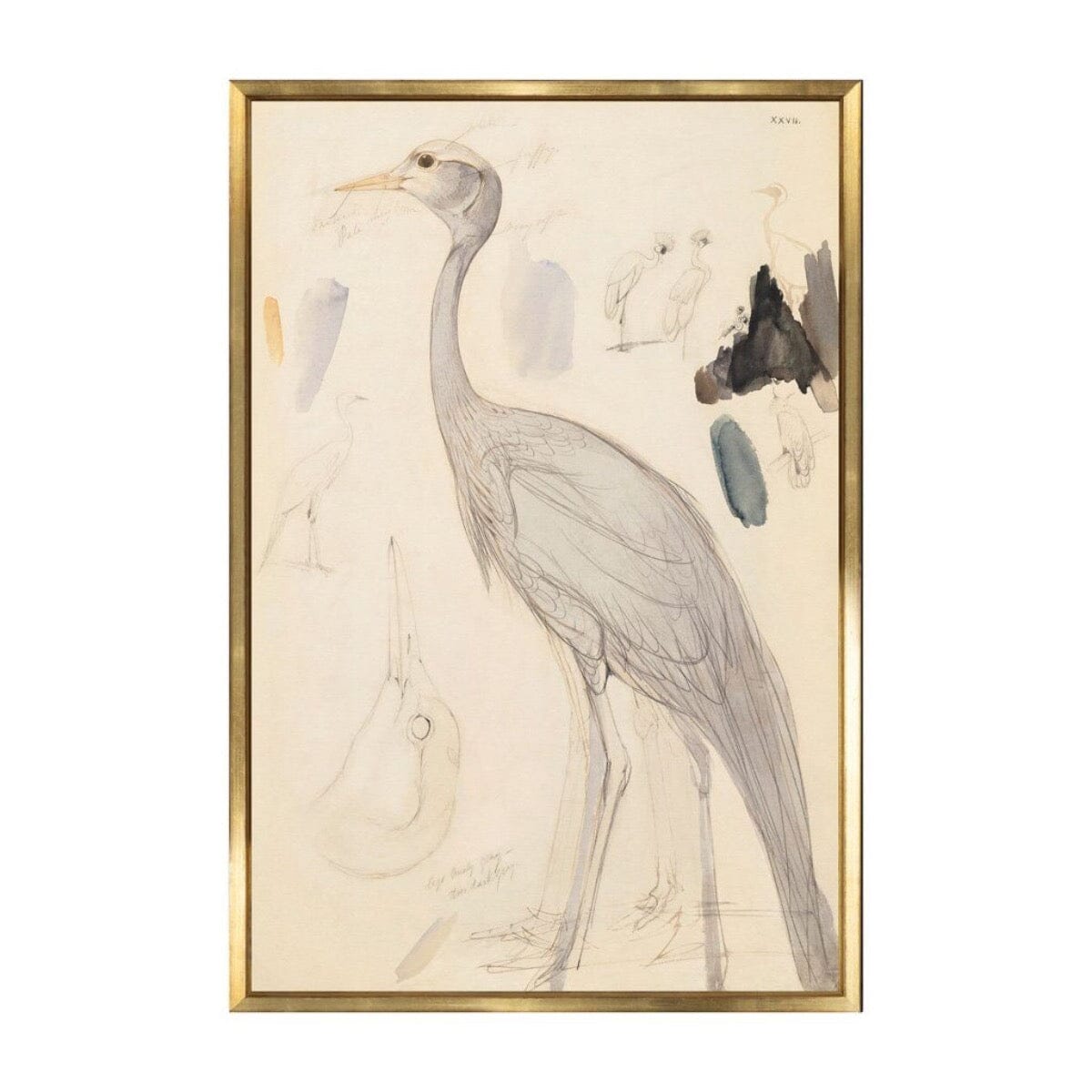 Demoiselle Crane. Front view. 