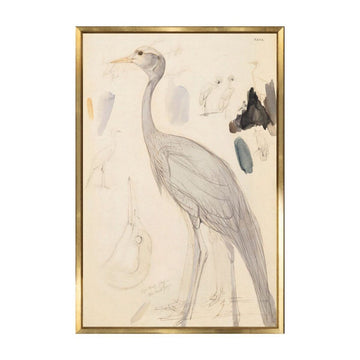 Demoiselle Crane. Front view. 