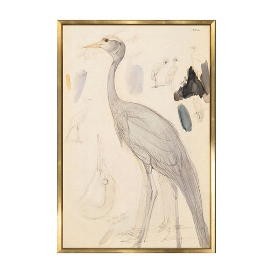 Demoiselle Crane. Front view. 