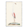 Greater Flamingo Print. Front view.