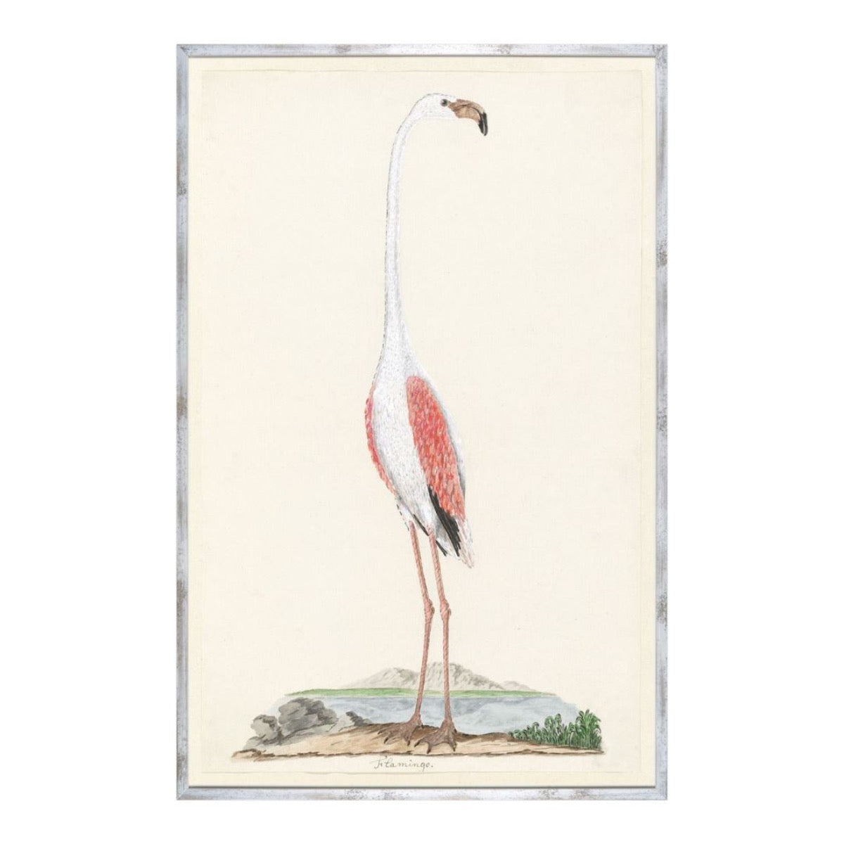 Greater Flamingo Print. Front view.
