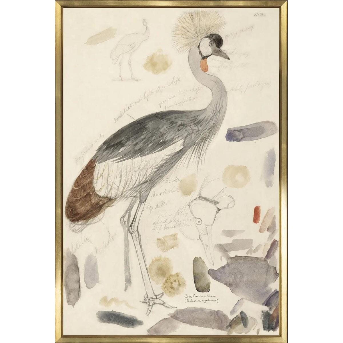 South African Crowned Crane Framed Art 